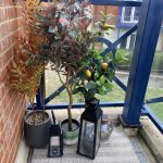 Sovereign Estates   Balcony garden with two potted trees one lemon tree with yellow fruit beside a blue railing and decorative lanterns on a striped mat 2026 Balcony garden with two potted trees one lemon tree with yellow fruit beside a blue railing and decorative lanterns on a striped mat